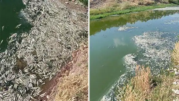 Karasu Çayı'ndaki Gizemli Balık Ölümleri Üzerine Derinlemesine İnceleme Yapıldı