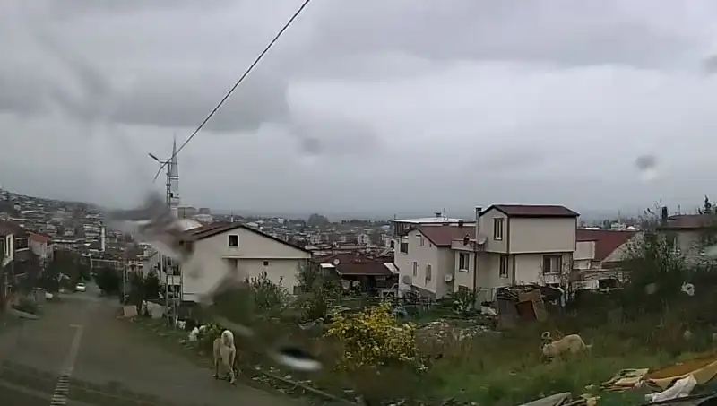 Sahipsiz Köpekler Korkunç Saldırıya İmza Attı: 5 Yaşındaki Çocuk Ağır Yaralandı