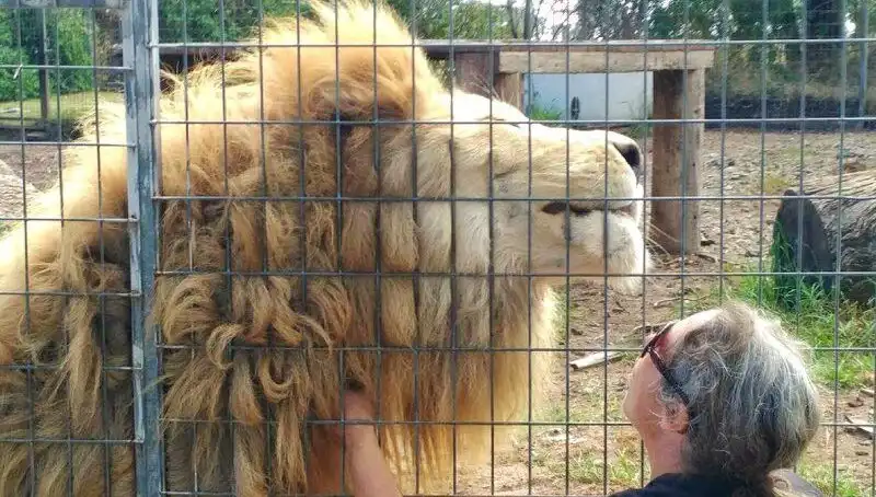 Avustralya'da Aslan Saldırısı: Kadının Kolunu Kafes İçinden Kapıp Götürdü