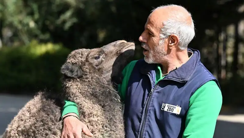 Boncuk'un Anne Şefkatiyle Büyüyen Sütü: 4 Litreye Yakın Mucizevi Beslenme