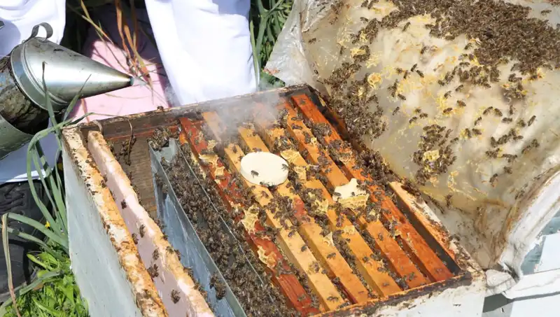 Genç Arıcı, Ata Mesleğini Teknolojiyle Büyüterek Yurt Dışına Açılıyor