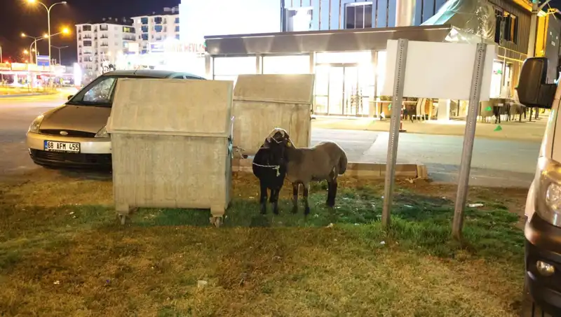 Yola Düşen Mor Karaman Koyunları: Bir Çiftliğin Trajediye Dönüşen Hikayesi