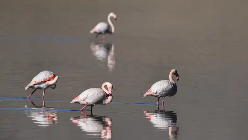 Kuş Cennetinde Kuraklık Alarmı: Flamingo Popülasyonu Tehlikede