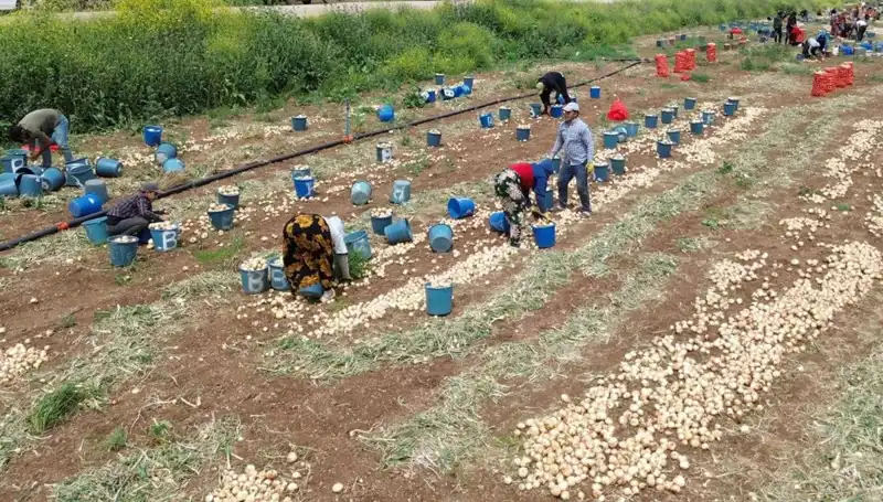 Soğan Hasadı Başladı! Fiyatlar Düşüşe Geçti, Pazar Ne Olacak?