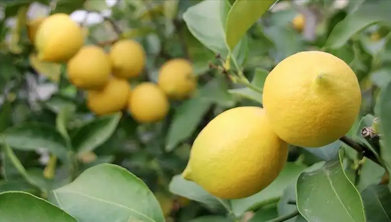 Limonun Fiyatı Şaşırtıyor: Toptan 24 Lira, Sırları Ne?