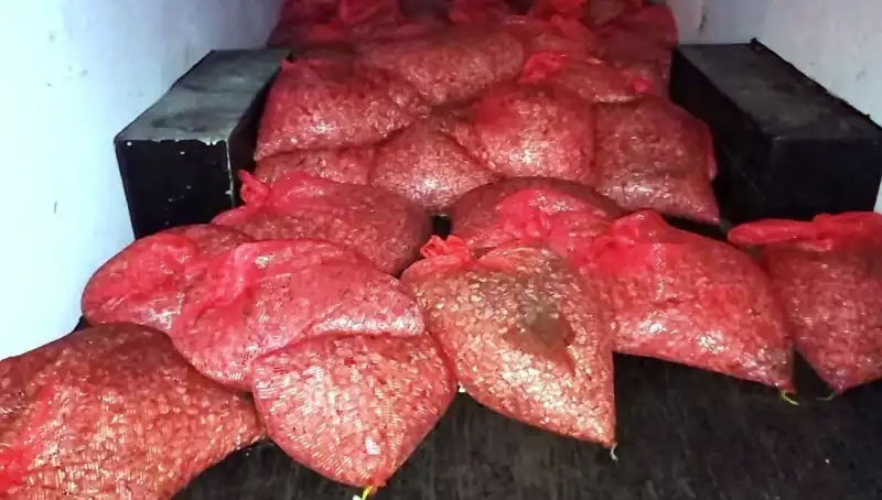 Samsun’da 1,5 Ton Kaçak Midye Operasyonu: Sağlık Tehlikesi Giderildi!