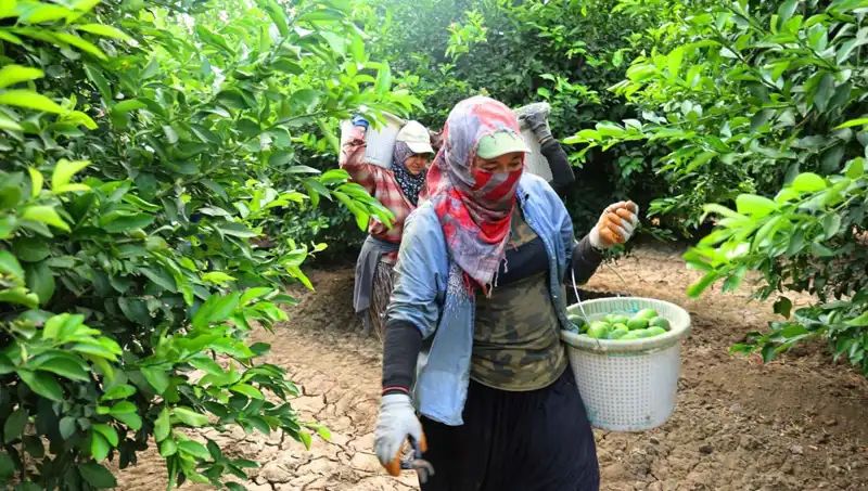 Marketlerde Patates Fiyatları Yükseliyor: Hasat ile Düşüş Beklentisi