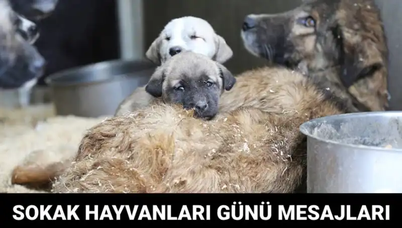 Dünya Sokak Hayvanları Günü: Sevgi ve Farkındalık İçin Bir Araya Gelme Zamanı