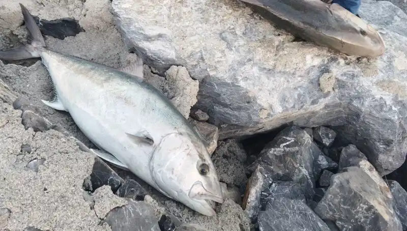 65 Kiloluk Dev Balığı Oltayla Yakaladı: 18 Bin TL'ye Satışa Çıktı!