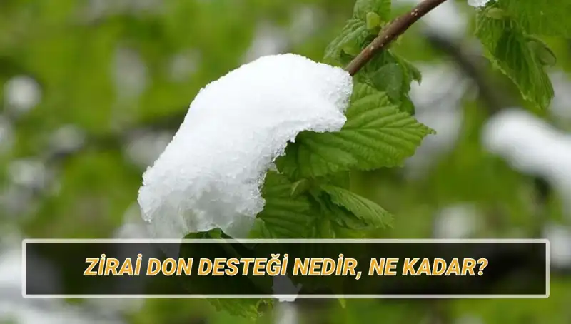 Zirai Don Desteği Açıklandı: Çiftçilere Ne Kadar Yardım Sağlanacak?