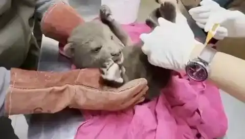 Karabük’te Yavru Bozayı Bulundu: Doğanın Koruyucuları Saha da!