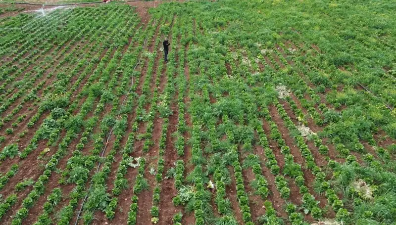Marul Hasadı Kuraklık Tehditiyle Yüz Yüze, Çiftçiler Endişeli!