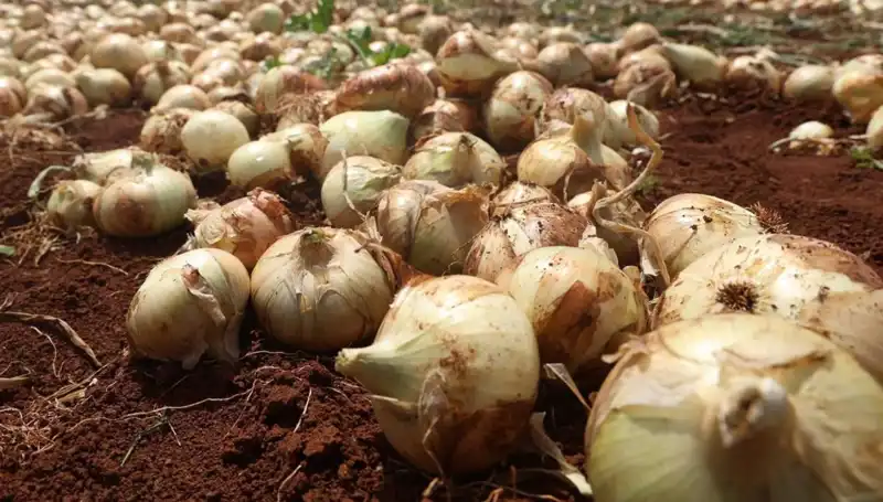 Hatay'da Soğan Hasadı Tarlada Başladı, Çiftçilerin Yüzü Gülüyor