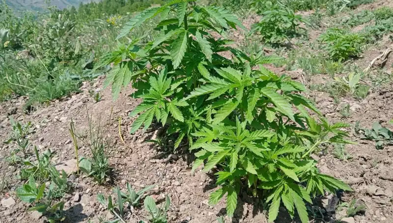 Bingöl'de Yasadışı Kenevir ve Kaçak Tütün Operasyonu: 150 Kilo Ele Geçirildi