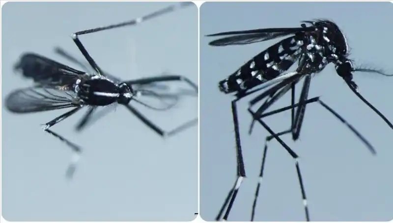 Chikungunya Virüsü: Belirtileri ve Dünya Genelindeki Yayılımı