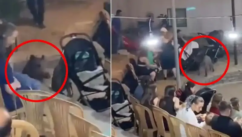 Düğünde Sıra Dışı Anlar: Yaban Domuzu Davetlileri Korkuttu