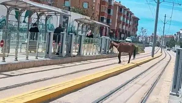 Eskişehir Tramvay Raylarında Başına Buyruk Bir At, Şehirde Şok Etkisi Yarattı!