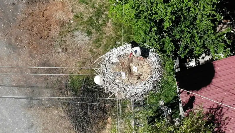 Baharın Müjdecisi: 22 Yıldır Aynı Yerde Yuva Yapan Kuş Türü Yeniden Görüntülendi!