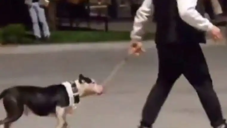 Ağızlıksız Pitbull'un Diğer Köpeklere Saldırısı Sahibine Ağızları Açtıracak para cezası